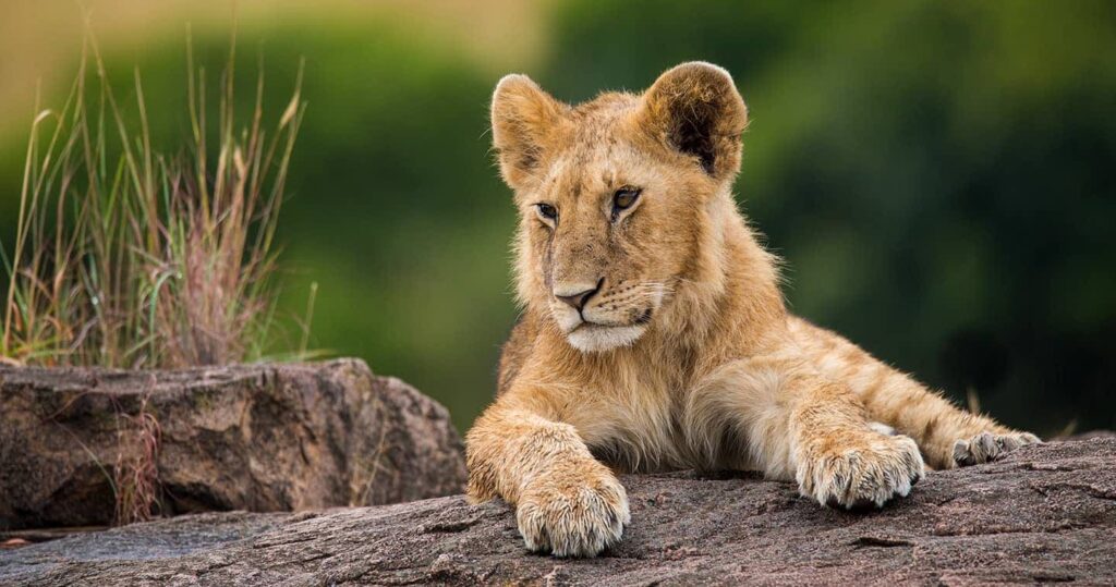  7 Days Maasai Mara and Gorilla Safari