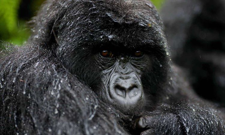 Mountain Gorilla Nose
