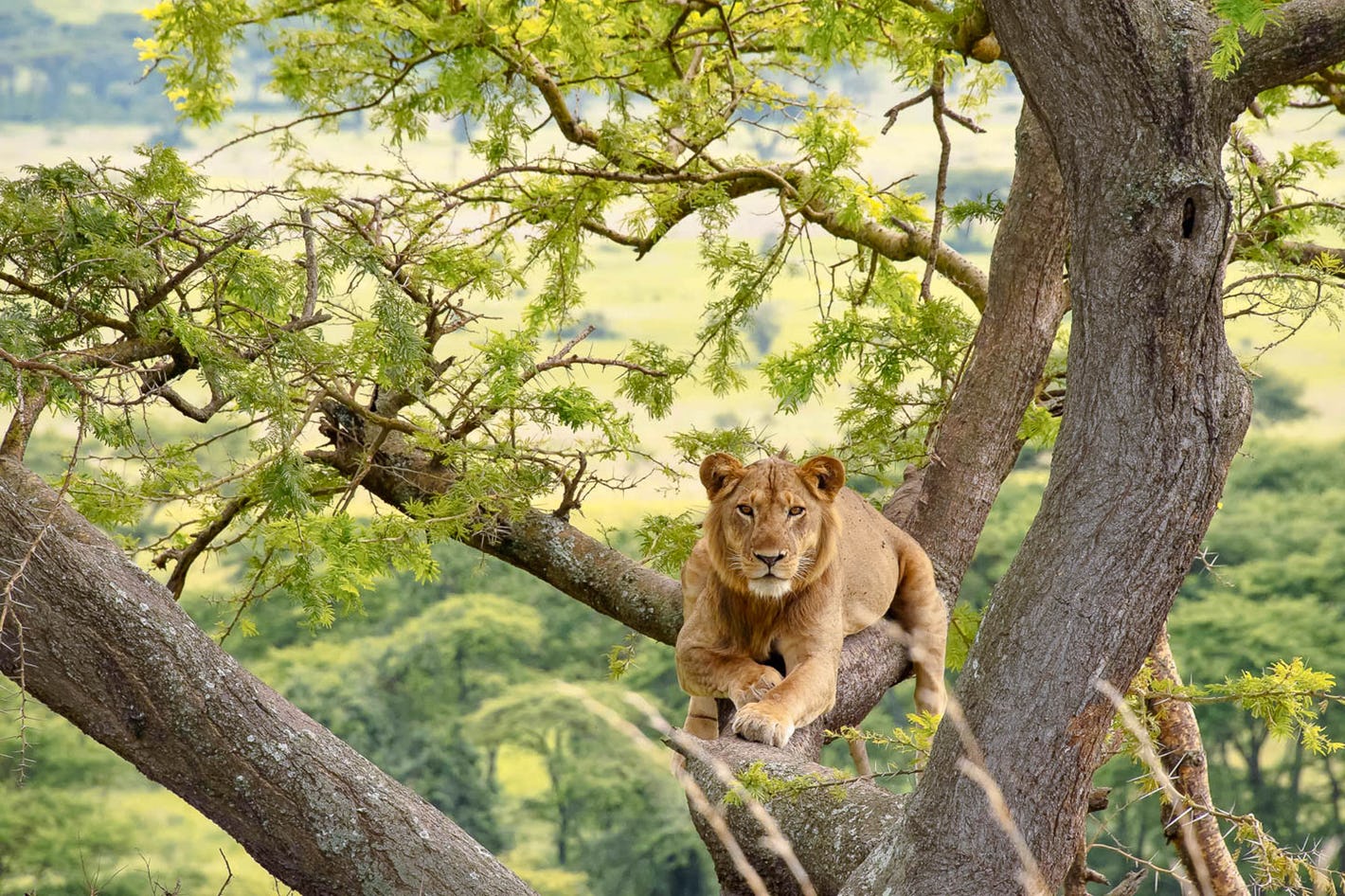 Tree climbing lions in Uganda