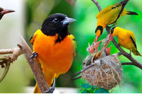 Birdwatching in Uganda
