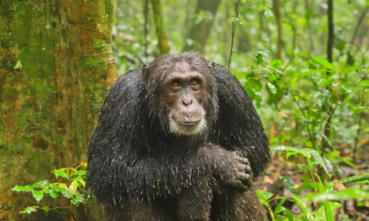 Chimpanzee Tracking in Kibale Forest