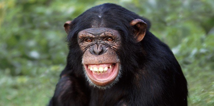 Chimpanzee Tracking in Uganda