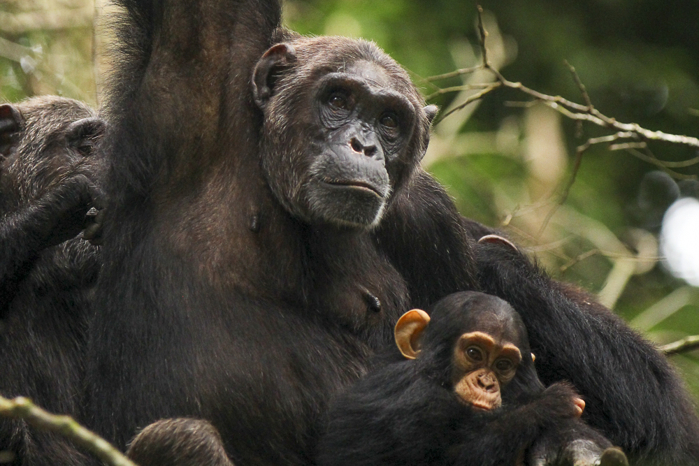 7 days Uganda primate safari