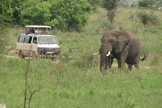 10 Days Uganda Wildlife Safari: