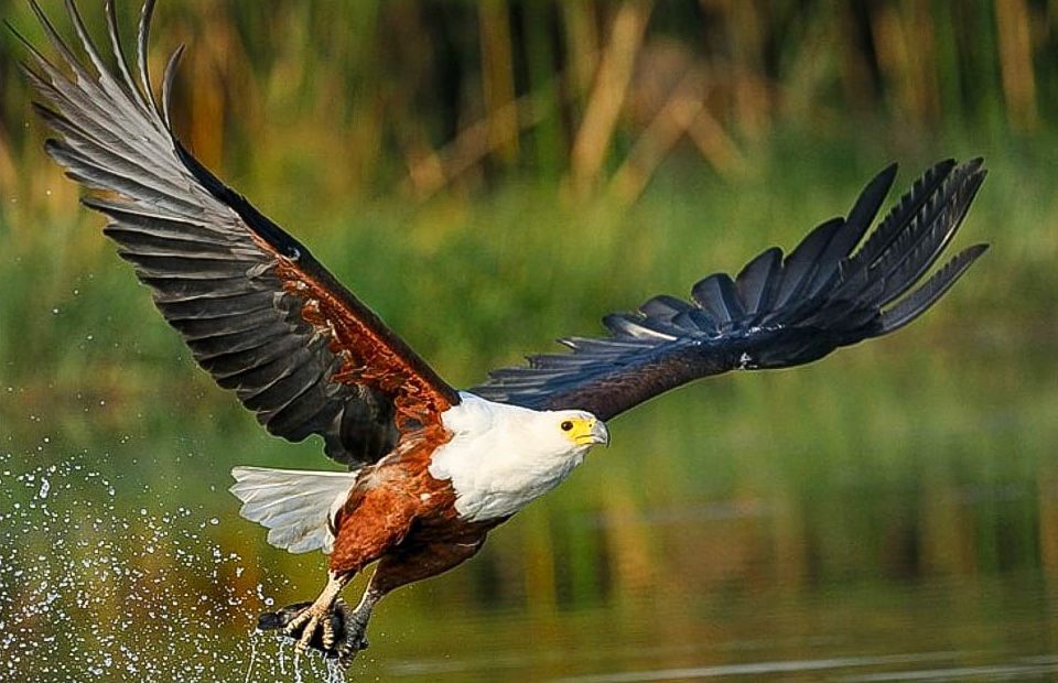 African Fish Eagle at Kazinga Channel