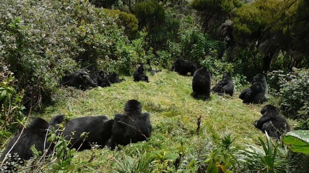  1 Day Uganda Gorilla Safari
