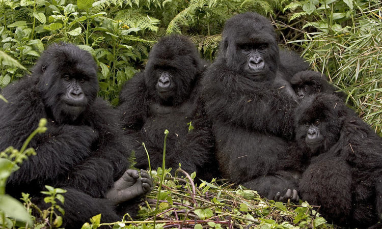Mountain Gorilla Habitat