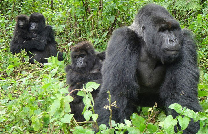 Mountain Gorilla Habitat