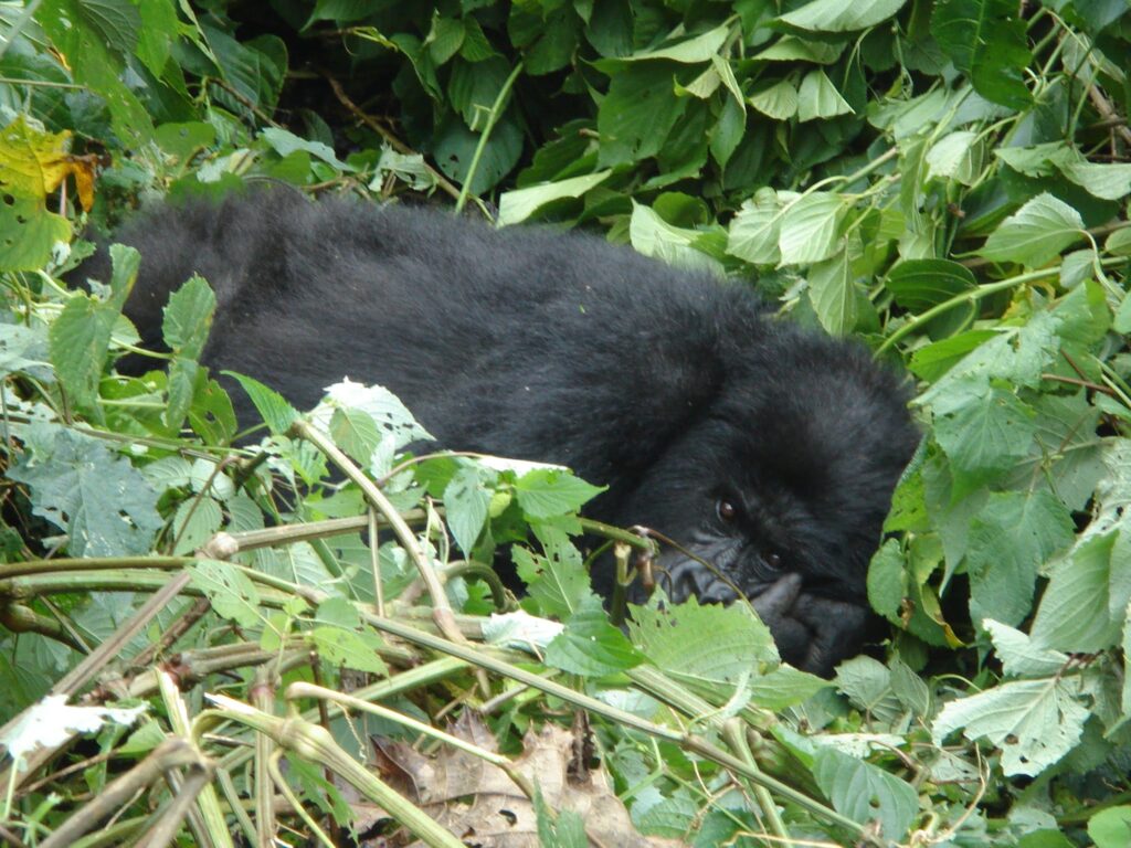 Why Do Gorillas Build a Nest Every Night