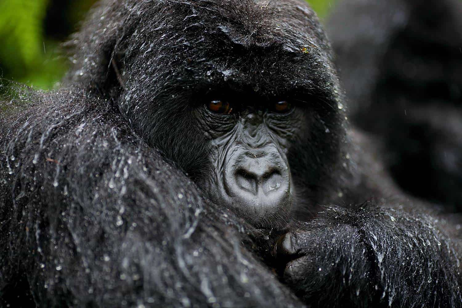 Mountain Gorilla Nose