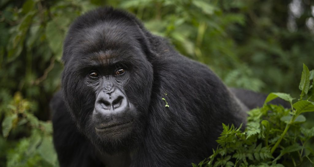 3 Days Uganda Gorilla Safari