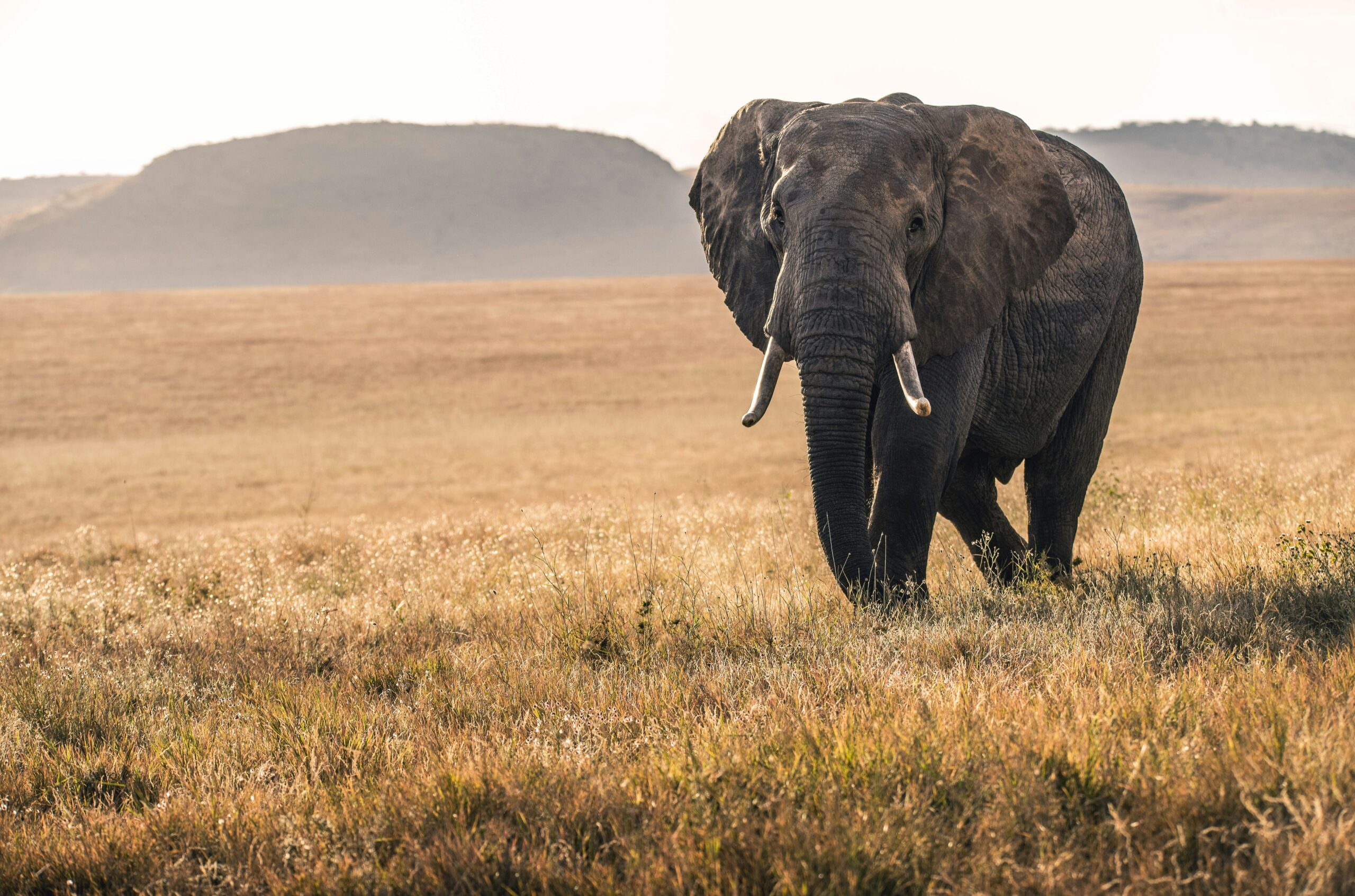 Hello World Featured Image