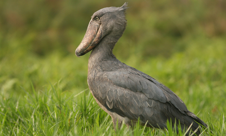 Birdwatching in Uganda