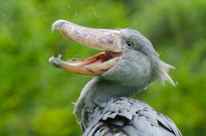 Uganda Birding Safari