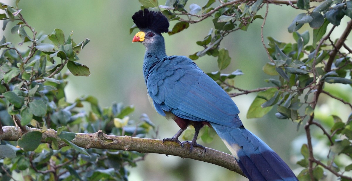 Great Blue Turaco in Kibale Forest