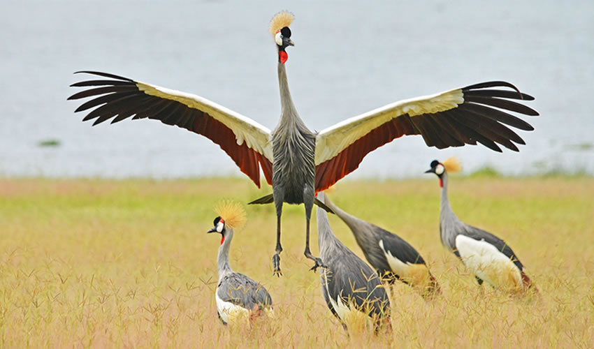 7 Days Birding in Uganda Safari