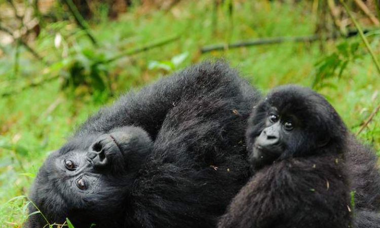 7 Days Rwanda Uganda Safari