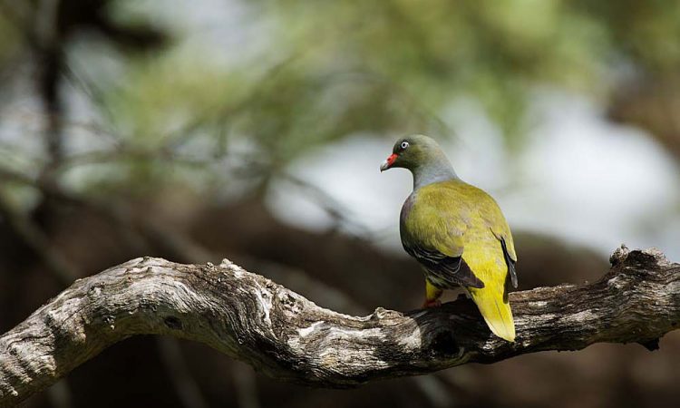 Activities in Bwindi Impenetrable National Park