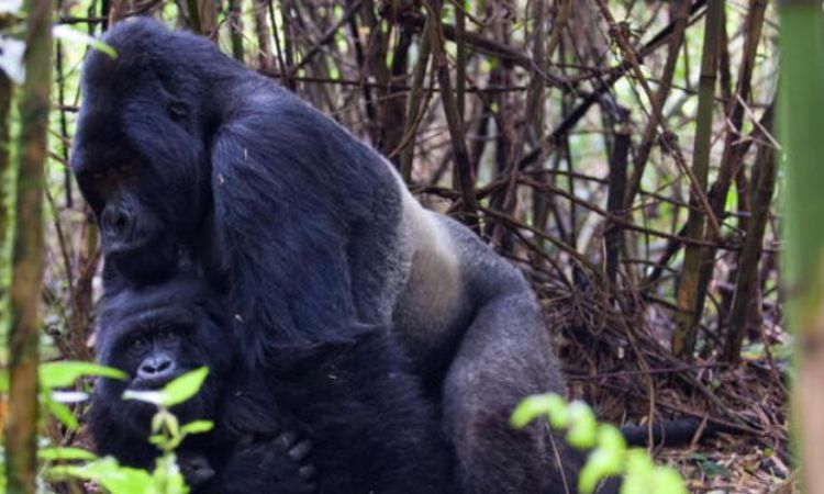 Do Gorillas Mate with Humans