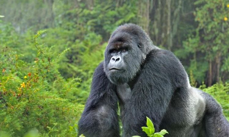 Silverback Gorilla Facts