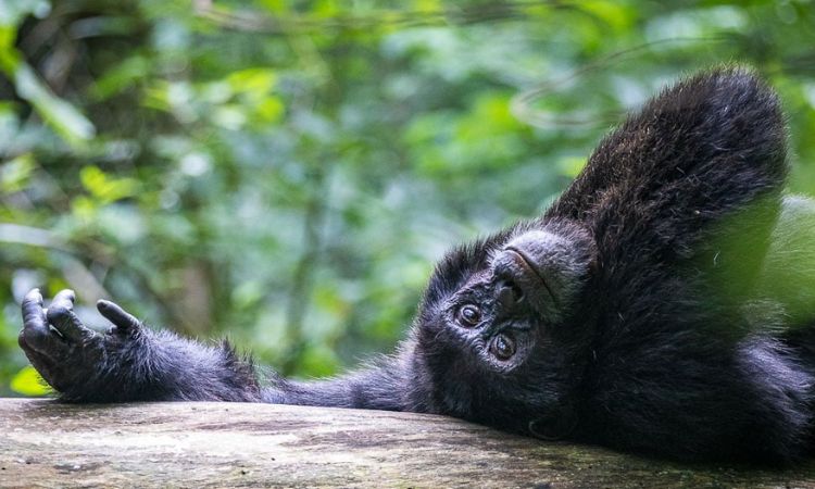 7 Days Rwanda Uganda Safari