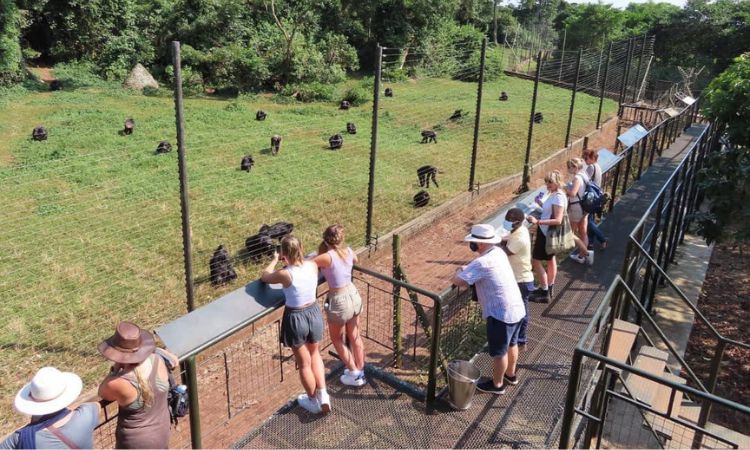 1 Day Ngamba Island Chimpanzee Tour