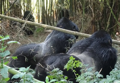 silverback gorilla