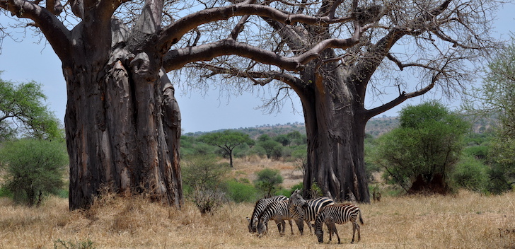 2 Days Tanzania Safari