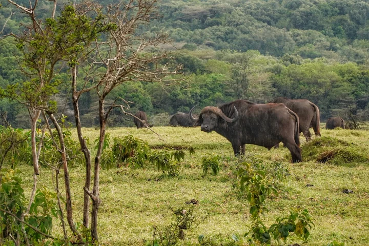  Attractions in Arusha National Park
