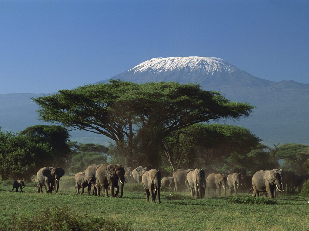 Arusha City Guide