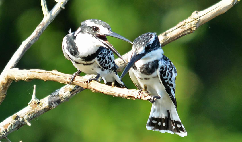 Birds in Uganda