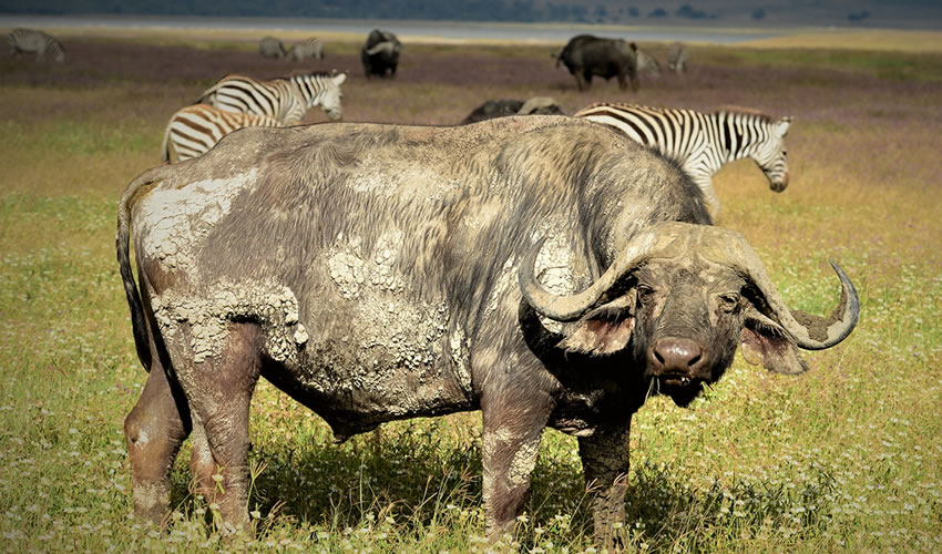7 Days Uganda and Tanzania Safari