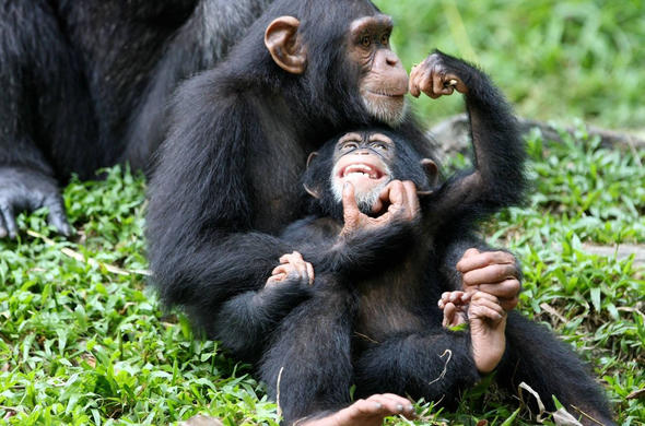 3 Days Kibale National Park Safari