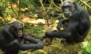 3 Days Kibale National Park Safari