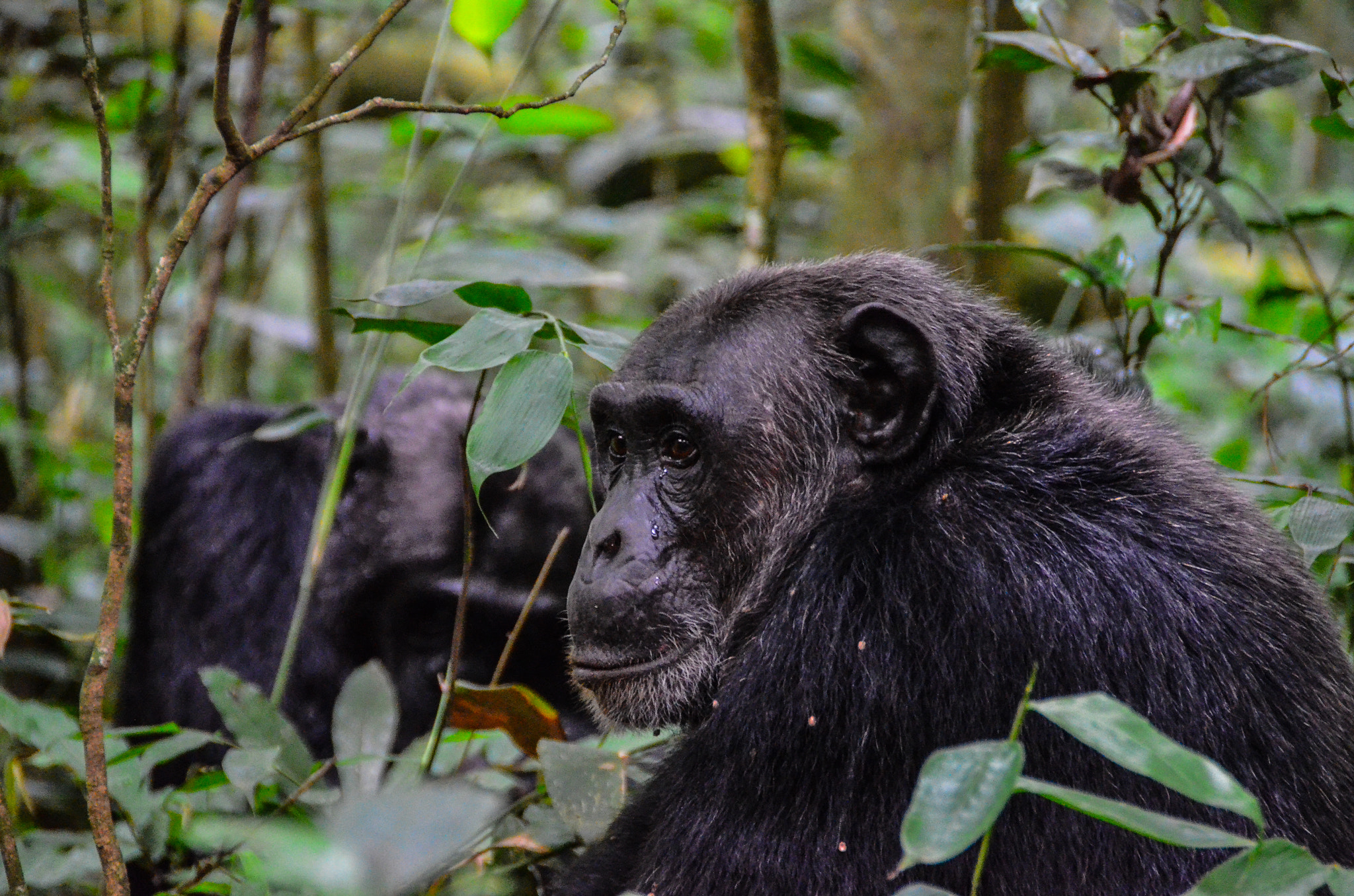 3 Days Kibale National Park Safari