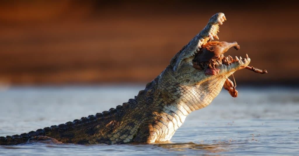 Lake Victoria Animals