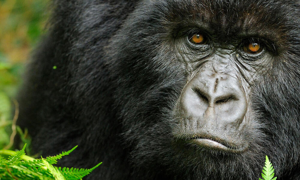 Mountain gorillas
