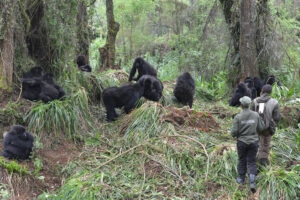 4 Days Gorillas & Kibale Chimpanzees