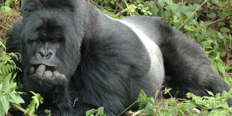 Silverback Gorilla