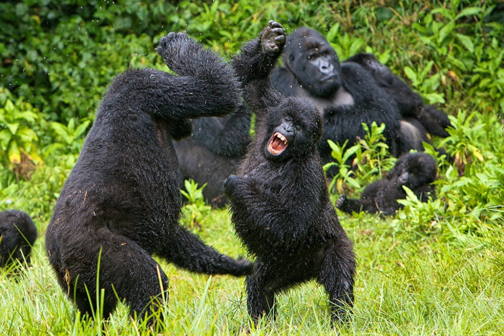 are mountain gorillas dangerou