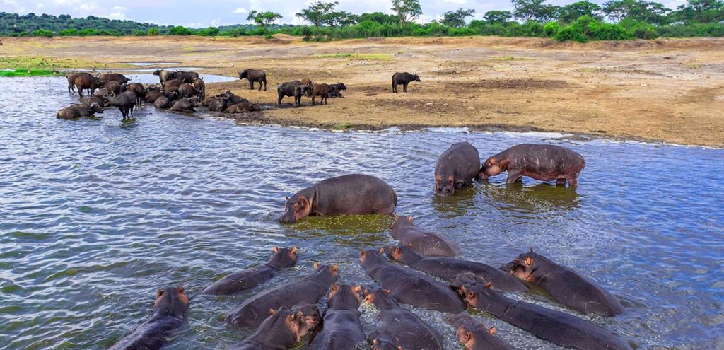 Best Safari Parks in Uganda