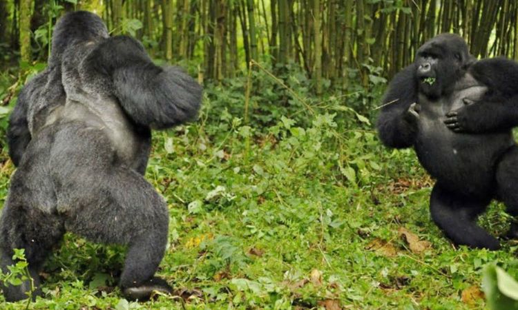 Silverback gorilla chest beating in the Virunga Mountains.