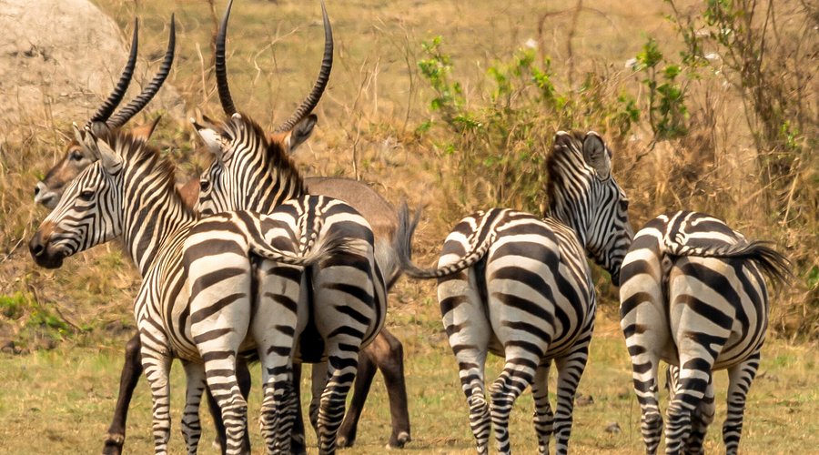 3 days Lake Mburo safari