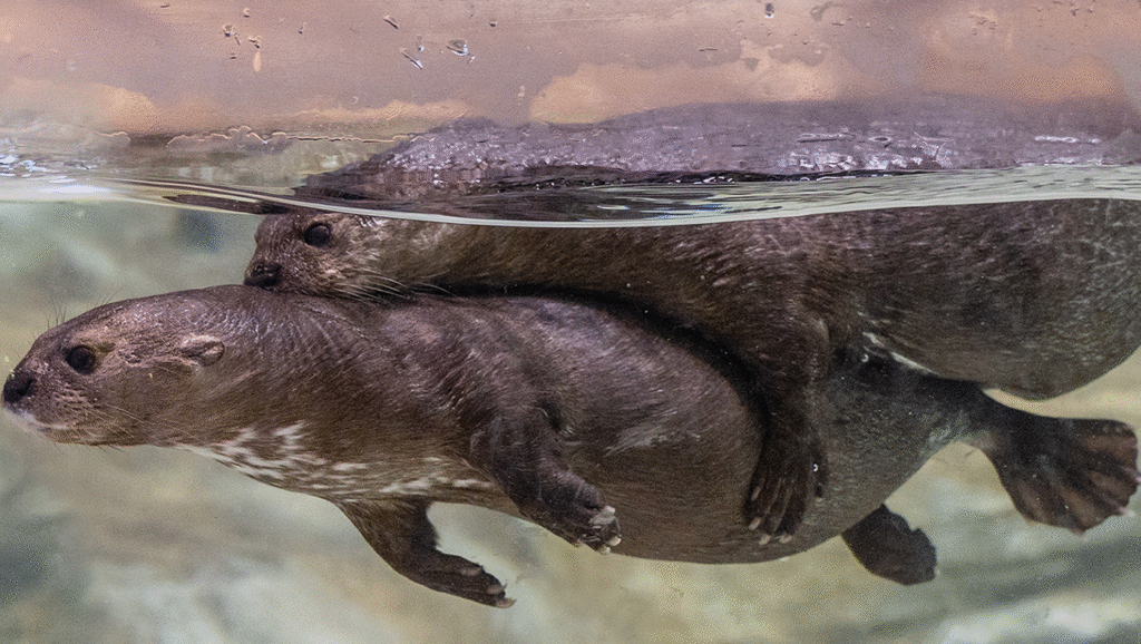 Lake Victoria Animals