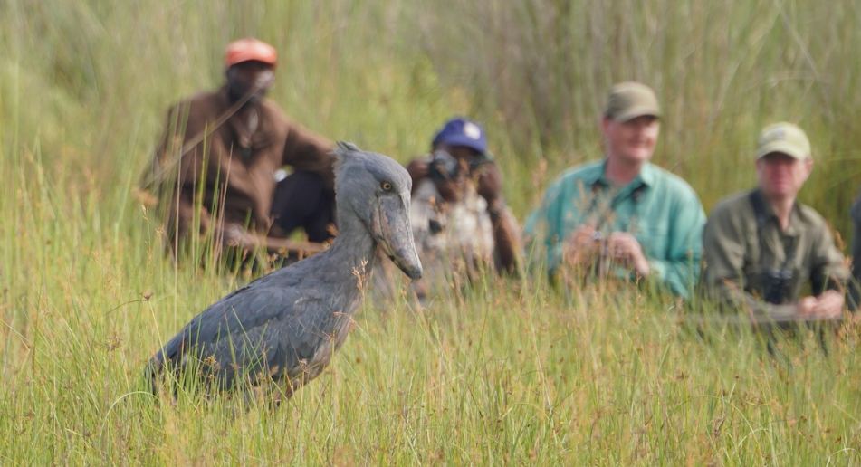 1 Day Mabamba Birding Tour