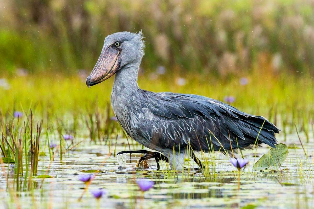 1 Day Mabamba Birding Tour
