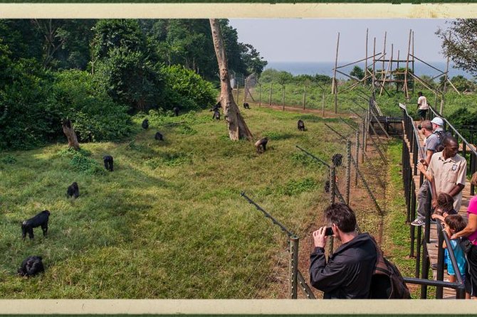 1 Day Ngamba Island Chimpanzee Tour