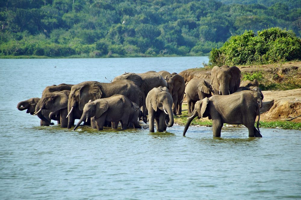 Queen Elizabeth National Park Safari