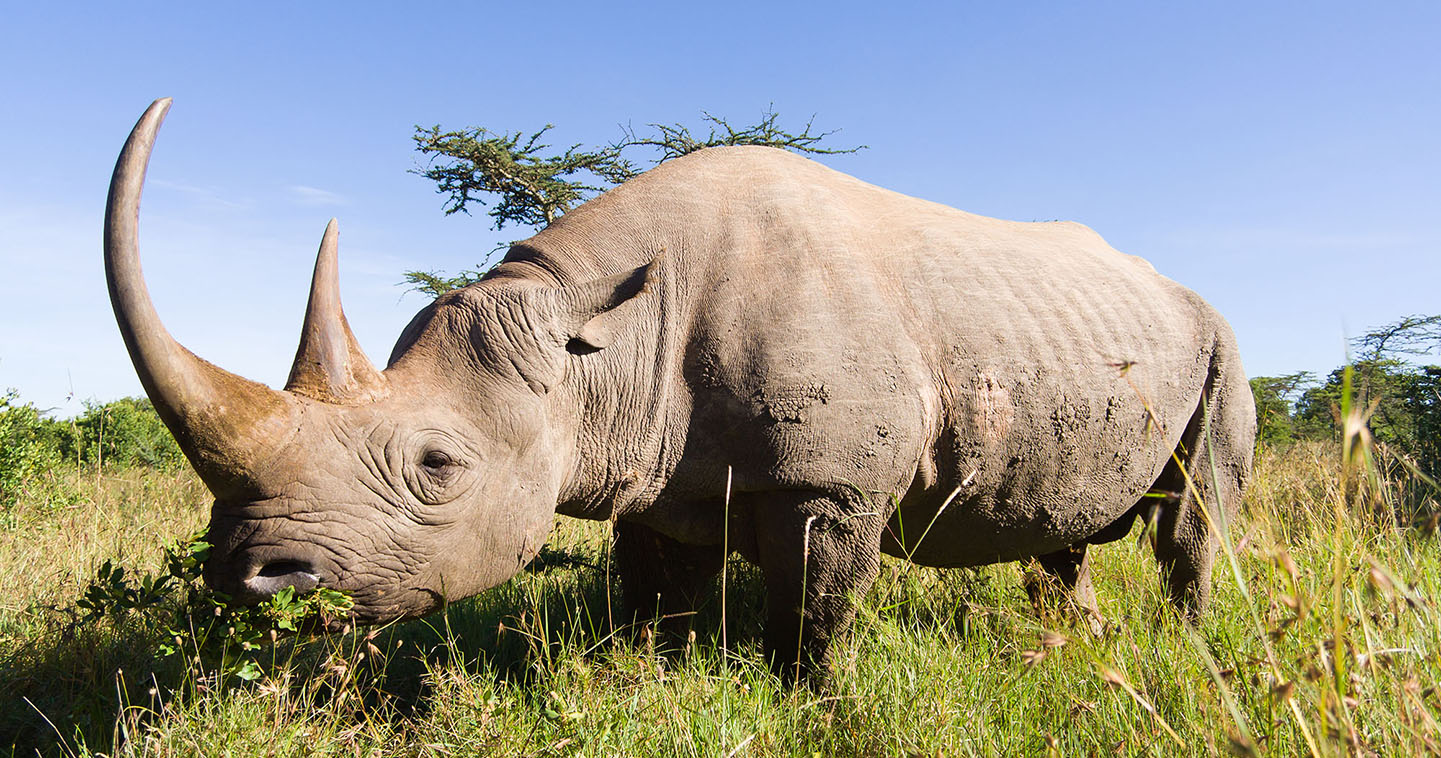 Rhino Tracking in Uganda
