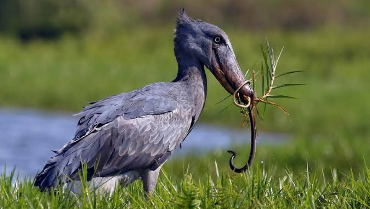 7 Days Birding in Uganda Safari